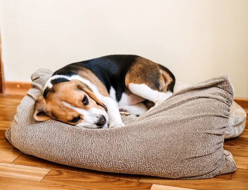 Acute Diarrhea in the Dog