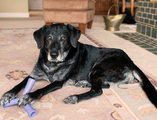 New Arthritis Treatment for Dogs