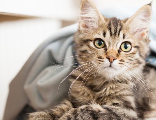 New Hope for Those Who Suffer From Allergies To Cats