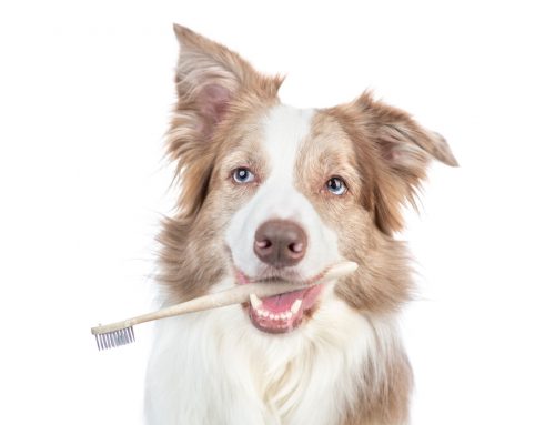 Dental Season at Newport Hills Animal Hospital